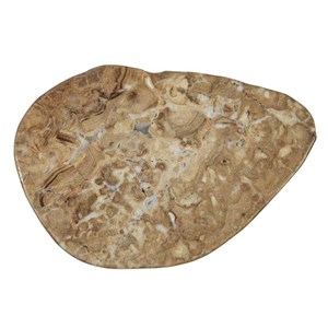 Tranche stromatolithe polie